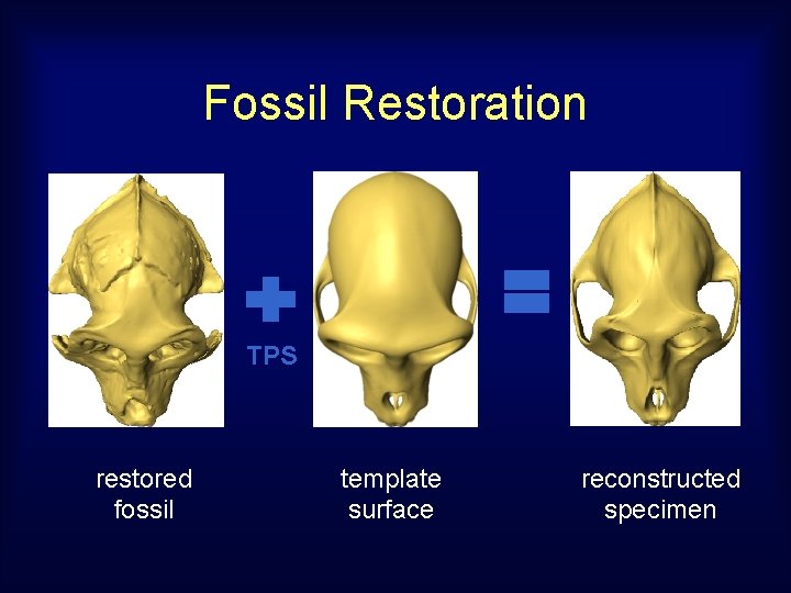 Fossil Restoration TPS restored fossil template surface reconstructed specimen 