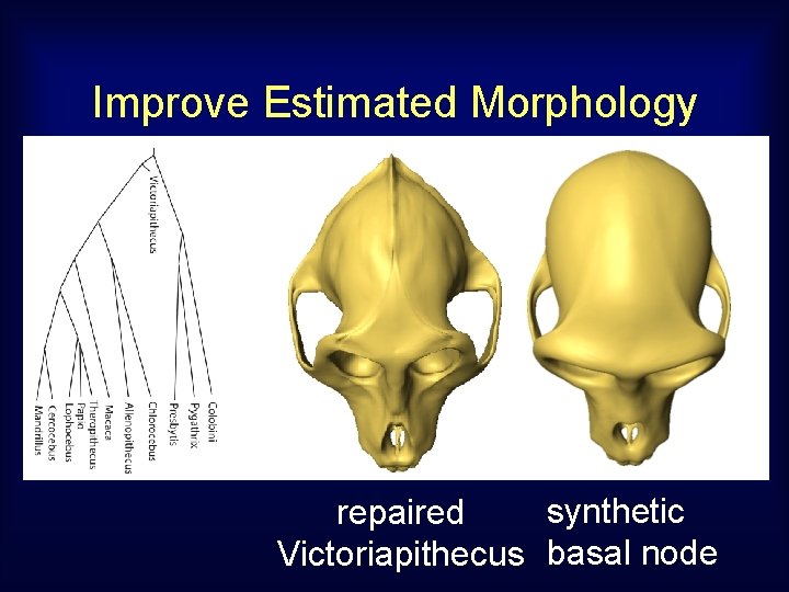 Improve Estimated Morphology synthetic repaired Victoriapithecus basal node 