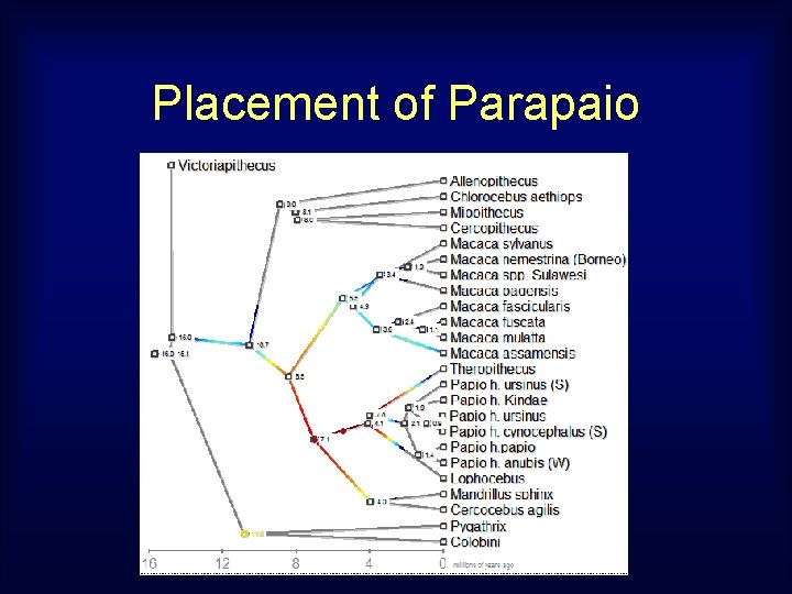 Placement of Parapaio 