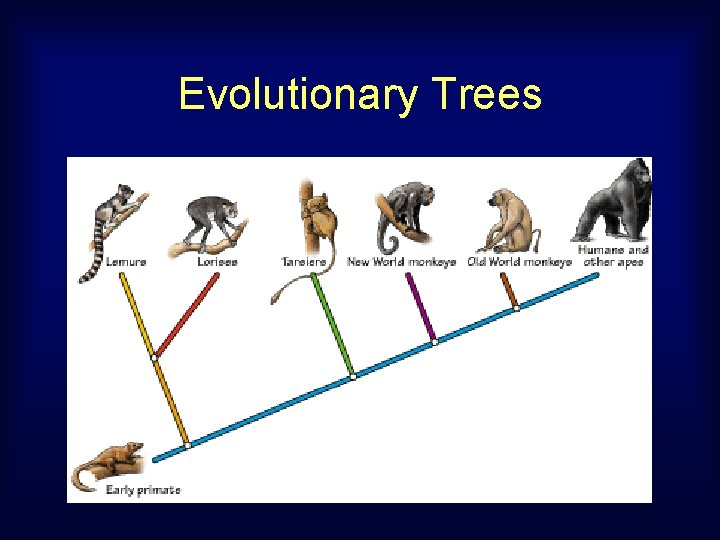 Evolutionary Trees 