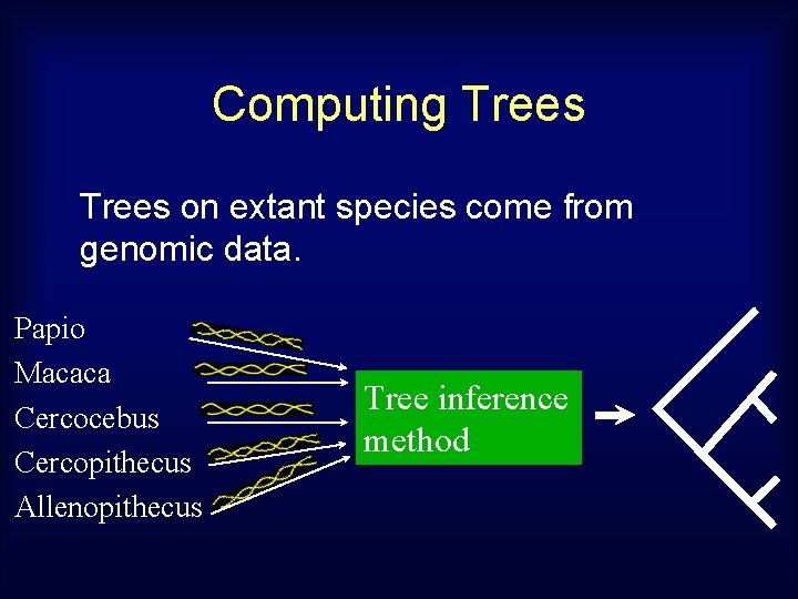 Computing Trees on extant species come from genomic data. Papio Macaca Cercocebus Cercopithecus Allenopithecus