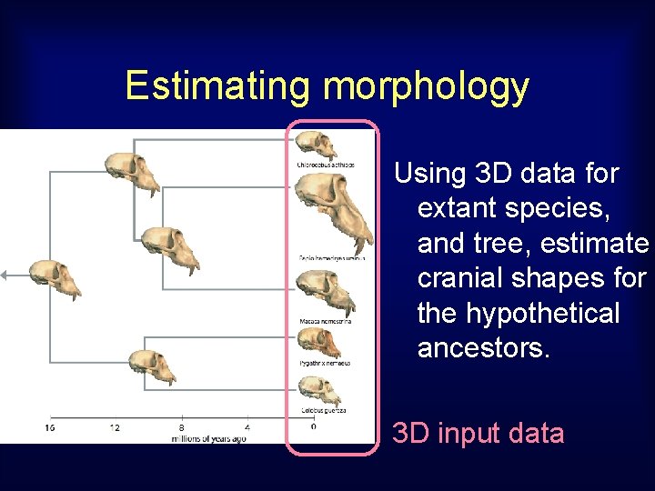 Estimating morphology Using 3 D data for extant species, and tree, estimate cranial shapes