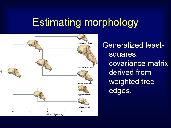 Estimating morphology Generalized leastsquares, covariance matrix derived from weighted tree edges. 