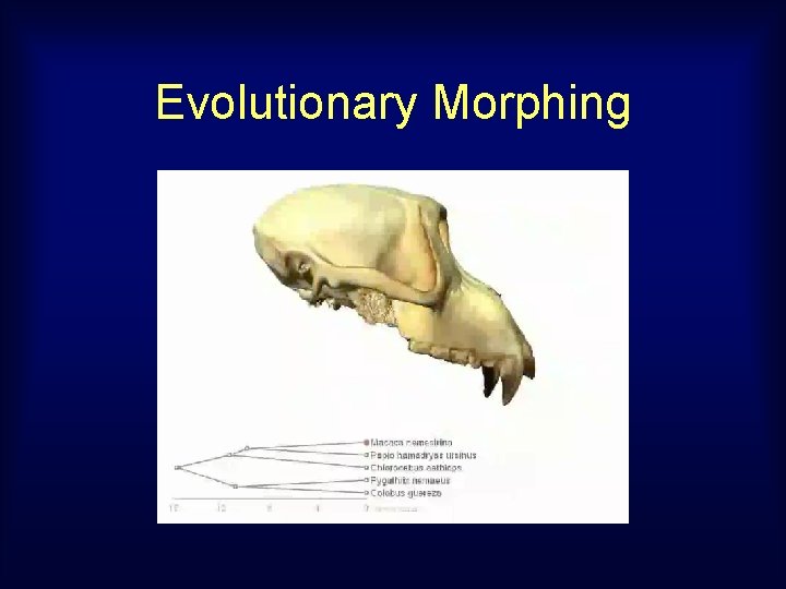 Evolutionary Morphing 
