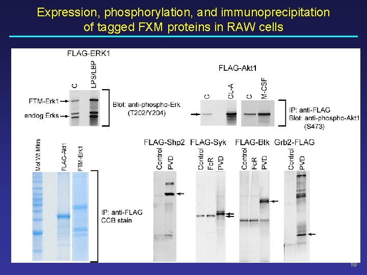 Expression, phosphorylation, and immunoprecipitation of tagged FXM proteins in RAW cells 10 Expression, phosphorylation, and immunoprecipitation of tagged FXM proteins in RAW cells 10