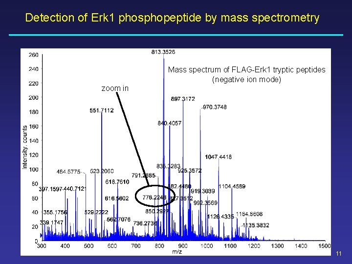 Detection of Erk 1 phosphopeptide by mass spectrometry Mass spectrum of FLAG-Erk 1 tryptic Detection of Erk 1 phosphopeptide by mass spectrometry Mass spectrum of FLAG-Erk 1 tryptic