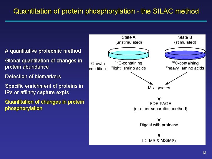 Quantitation of protein phosphorylation - the SILAC method A quantitative proteomic method Global quantitation Quantitation of protein phosphorylation - the SILAC method A quantitative proteomic method Global quantitation
