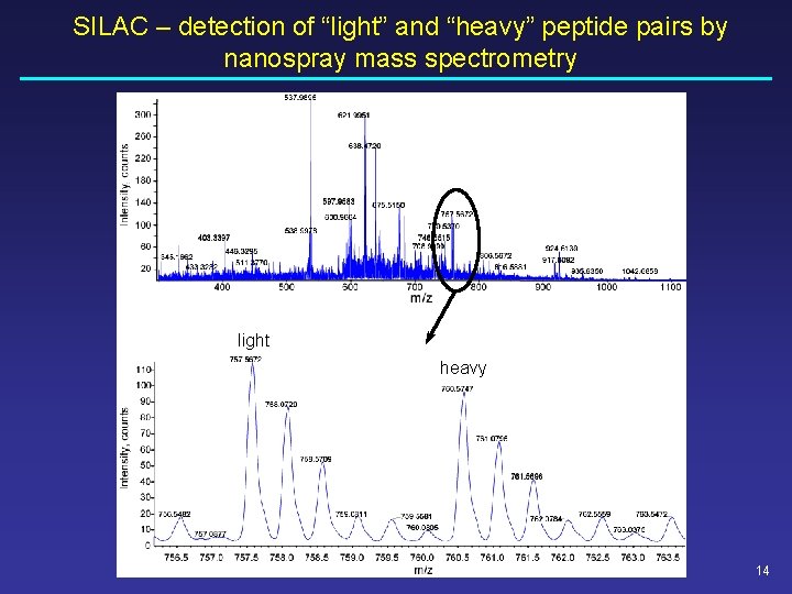 SILAC – detection of “light” and “heavy” peptide pairs by nanospray mass spectrometry light SILAC – detection of “light” and “heavy” peptide pairs by nanospray mass spectrometry light