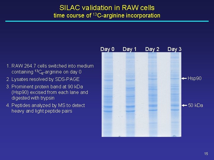 SILAC validation in RAW cells time course of 13 C-arginine incorporation Day 0 Day SILAC validation in RAW cells time course of 13 C-arginine incorporation Day 0 Day