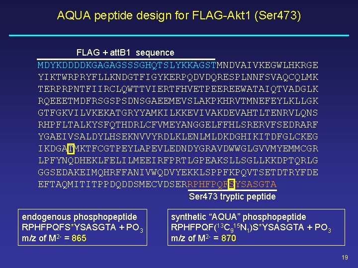 AQUA peptide design for FLAG-Akt 1 (Ser 473) FLAG + att. B 1 sequence AQUA peptide design for FLAG-Akt 1 (Ser 473) FLAG + att. B 1 sequence