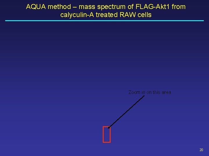 AQUA method – mass spectrum of FLAG-Akt 1 from calyculin-A treated RAW cells Zoom AQUA method – mass spectrum of FLAG-Akt 1 from calyculin-A treated RAW cells Zoom