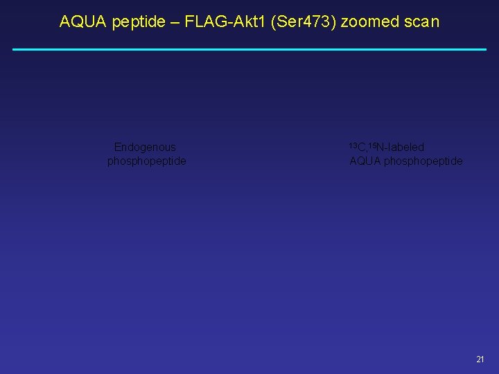 AQUA peptide – FLAG-Akt 1 (Ser 473) zoomed scan Endogenous phosphopeptide 13 C, 15 AQUA peptide – FLAG-Akt 1 (Ser 473) zoomed scan Endogenous phosphopeptide 13 C, 15