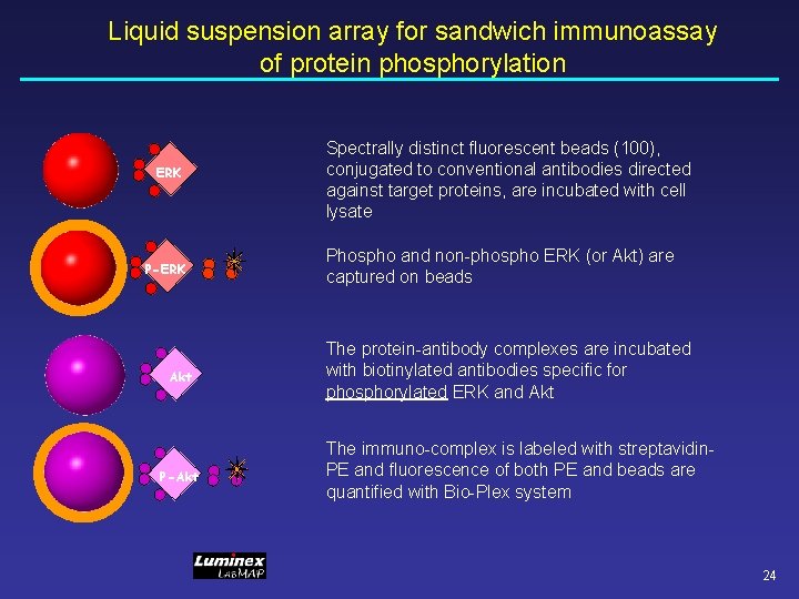 Liquid suspension array for sandwich immunoassay of protein phosphorylation ERK P-ERK Akt P-Akt Spectrally Liquid suspension array for sandwich immunoassay of protein phosphorylation ERK P-ERK Akt P-Akt Spectrally
