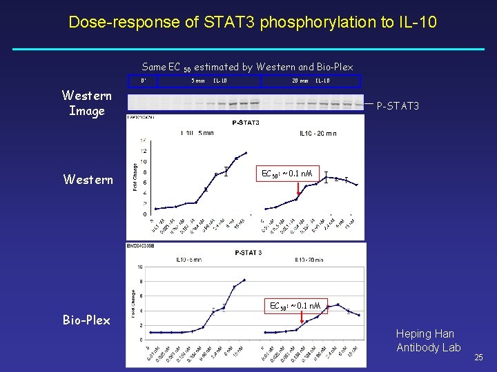 Dose-response of STAT 3 phosphorylation to IL-10 Same EC 0’ 50 estimated by Western Dose-response of STAT 3 phosphorylation to IL-10 Same EC 0’ 50 estimated by Western
