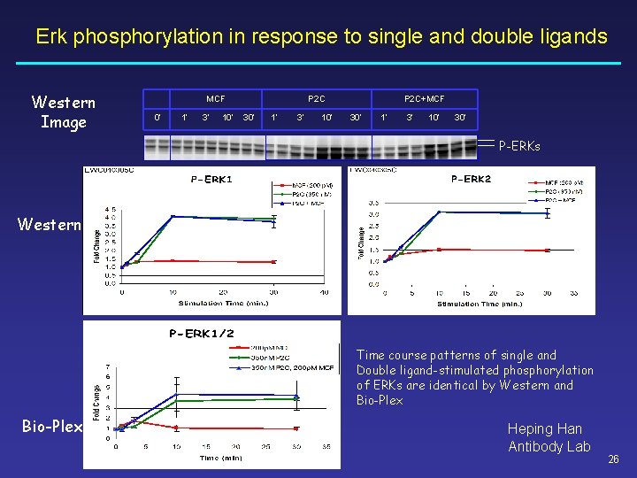 Erk phosphorylation in response to single and double ligands Western Image MCF 0’ 1’ Erk phosphorylation in response to single and double ligands Western Image MCF 0’ 1’