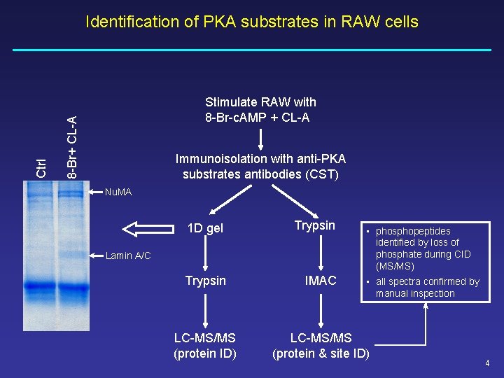 Stimulate RAW with 8 -Br-c. AMP + CL-A 8 -Br+ CL-A Ctrl Identification of Stimulate RAW with 8 -Br-c. AMP + CL-A 8 -Br+ CL-A Ctrl Identification of