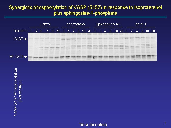 Synergistic phosphorylation of VASP (S 157) in response to isoproterenol plus sphingosine-1 -phosphate Control Synergistic phosphorylation of VASP (S 157) in response to isoproterenol plus sphingosine-1 -phosphate Control