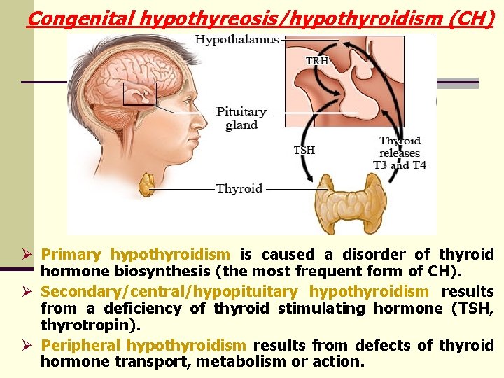 Congenital hypothyreosis/hypothyroidism (CH) Ø Primary hypothyroidism is caused a disorder of thyroid hormone biosynthesis