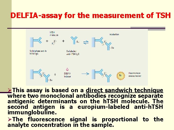 DELFIA-assay for the measurement of TSH ØThis assay is based on a direct sandwich