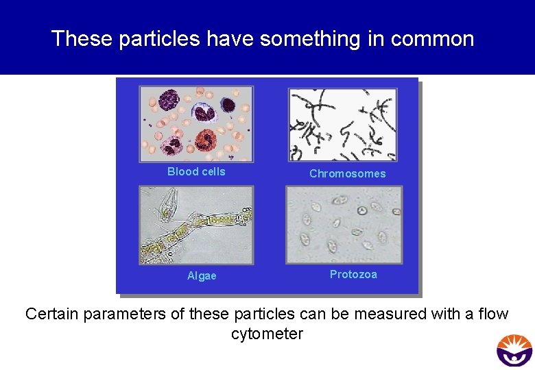 These particles have something in common Blood cells Algae Chromosomes Protozoa Certain parameters of