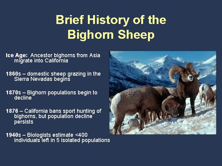 Brief History of the Bighorn Sheep Ice Age: Ancestor bighorns from Asia migrate into