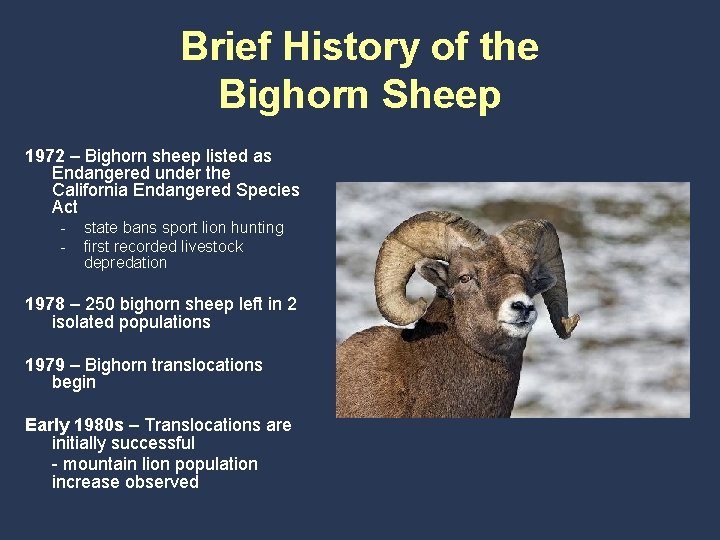 Brief History of the Bighorn Sheep 1972 – Bighorn sheep listed as Endangered under
