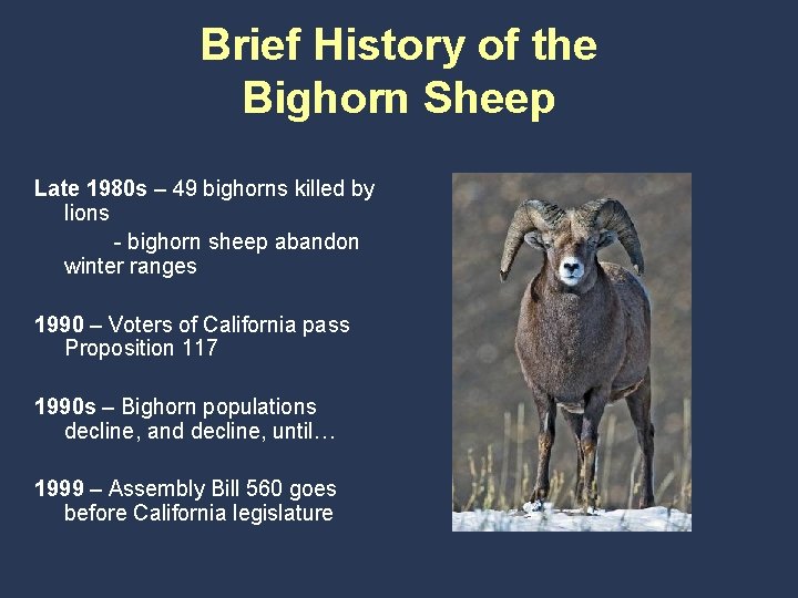 Brief History of the Bighorn Sheep Late 1980 s – 49 bighorns killed by