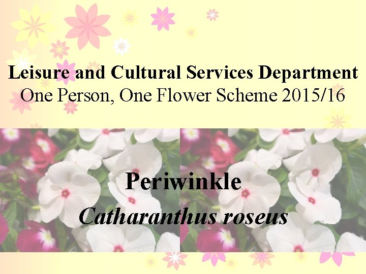 Leisure and Cultural Services Department One Person, One Flower Scheme 2015/16 Periwinkle Catharanthus roseus