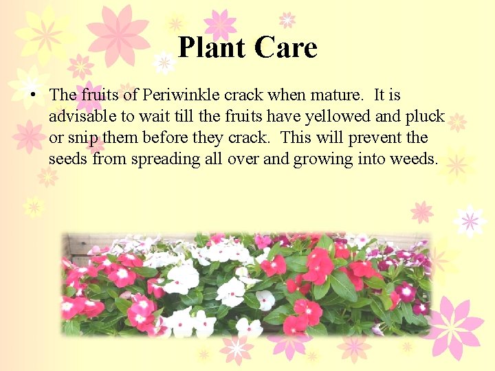 Plant Care • The fruits of Periwinkle crack when mature. It is advisable to