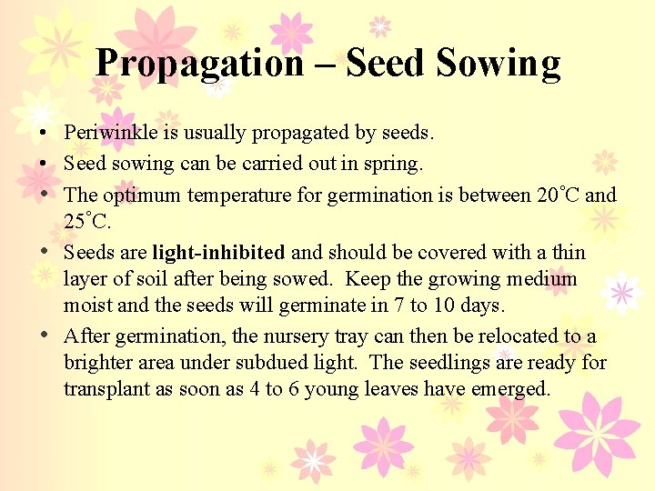 Propagation – Seed Sowing • Periwinkle is usually propagated by seeds. • Seed sowing