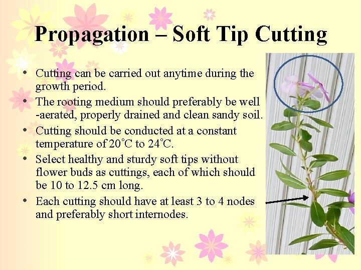 Propagation – Soft Tip Cutting • Cutting can be carried out anytime during the