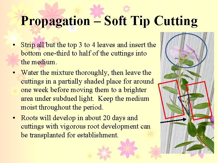 Propagation – Soft Tip Cutting • Strip all but the top 3 to 4