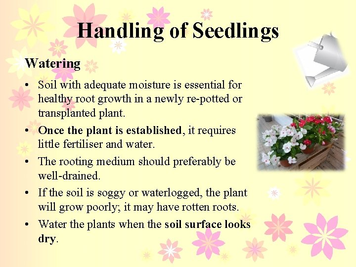 Handling of Seedlings Watering • Soil with adequate moisture is essential for healthy root