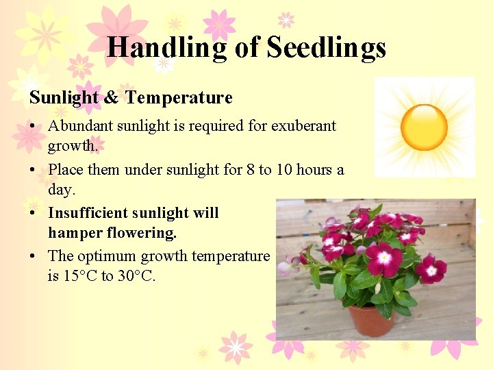 Handling of Seedlings Sunlight & Temperature • Abundant sunlight is required for exuberant growth.
