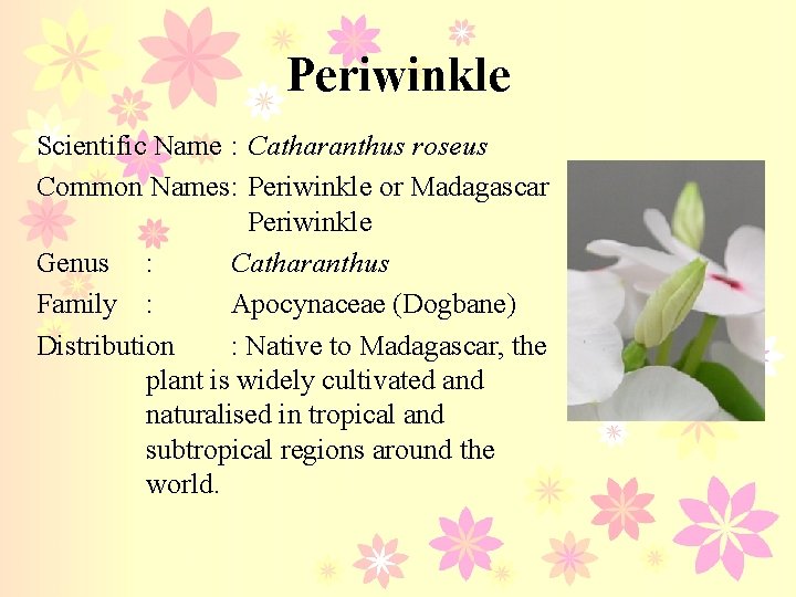 Periwinkle Scientific Name : Catharanthus roseus Common Names: Periwinkle or Madagascar Periwinkle Genus :