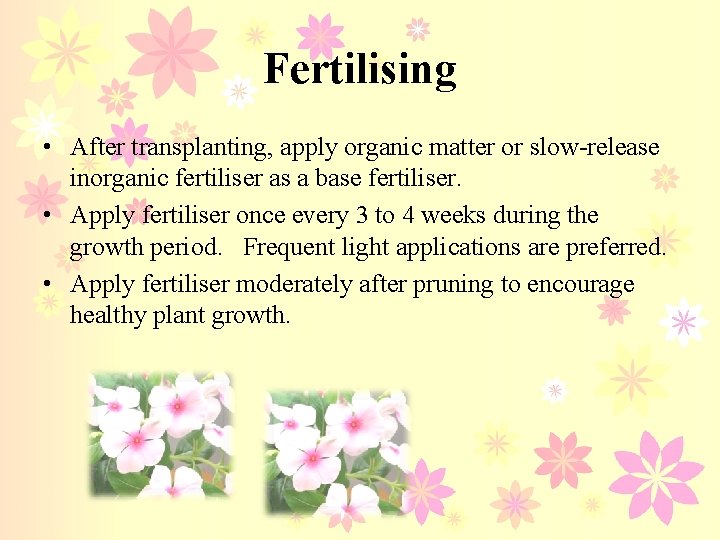 Fertilising • After transplanting, apply organic matter or slow-release inorganic fertiliser as a base