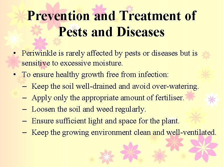 Prevention and Treatment of Pests and Diseases • Periwinkle is rarely affected by pests