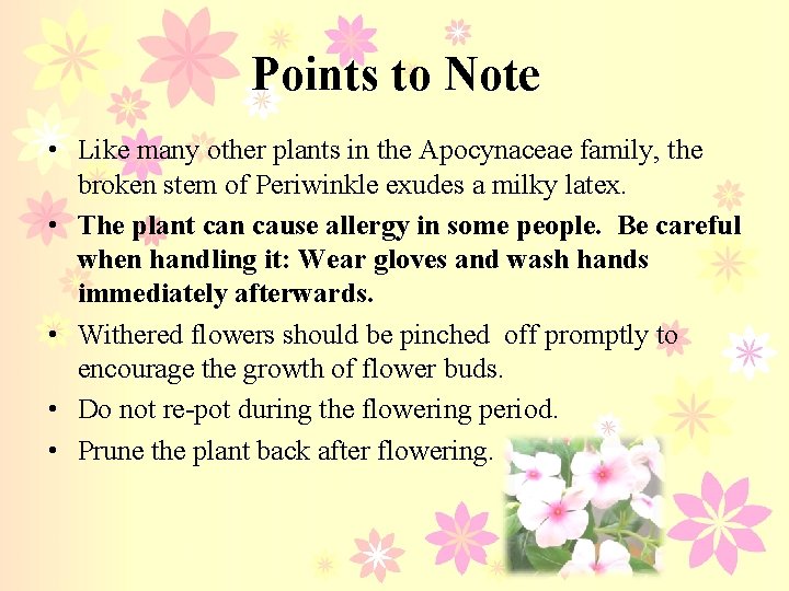 Points to Note • Like many other plants in the Apocynaceae family, the broken