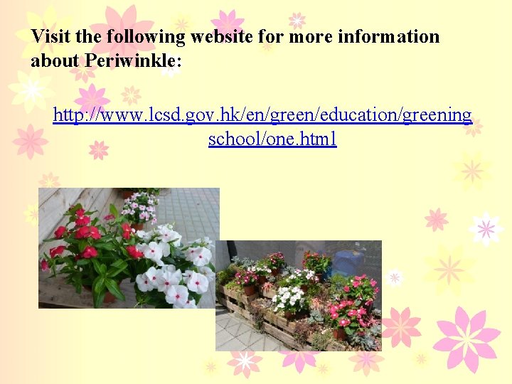 Visit the following website for more information about Periwinkle: http: //www. lcsd. gov. hk/en/green/education/greening