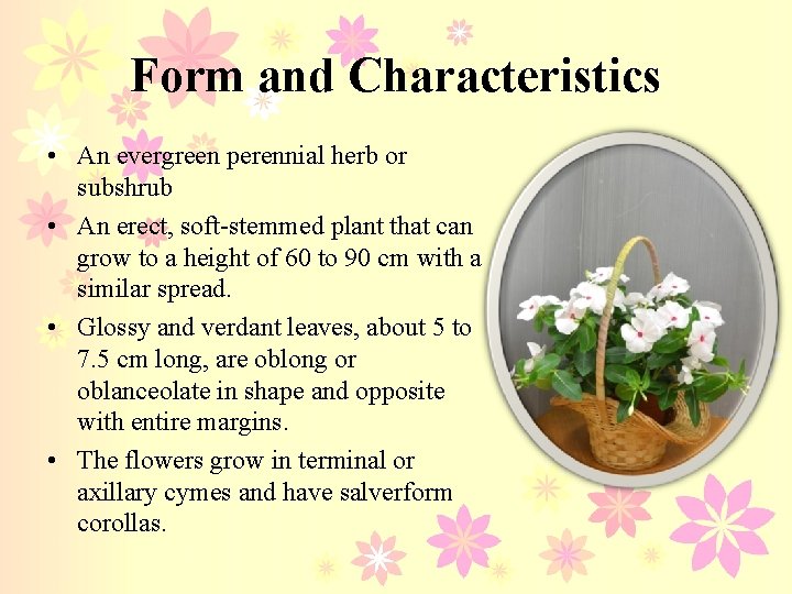 Form and Characteristics • An evergreen perennial herb or subshrub • An erect, soft-stemmed
