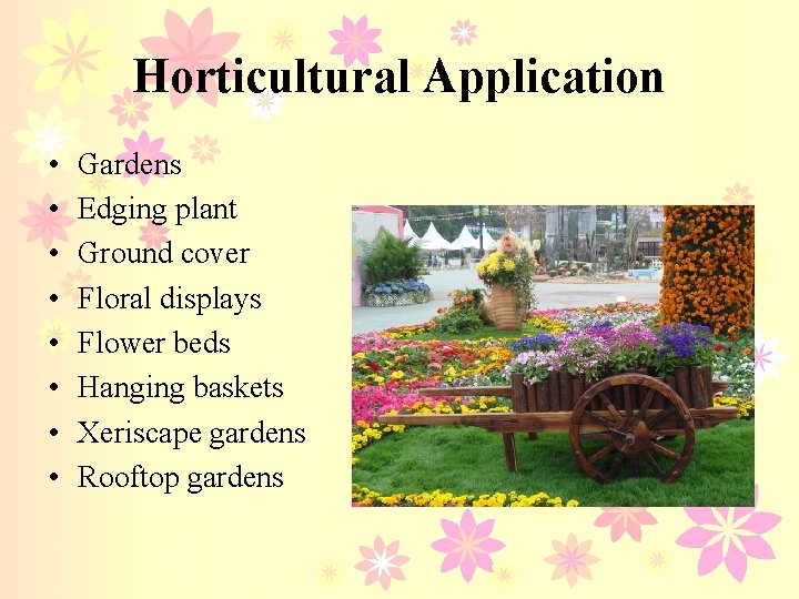 Horticultural Application • • Gardens Edging plant Ground cover Floral displays Flower beds Hanging