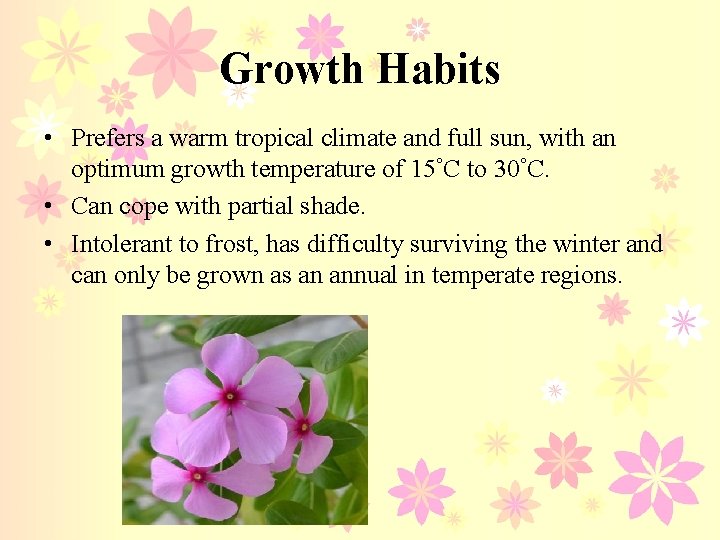 Growth Habits • Prefers a warm tropical climate and full sun, with an optimum