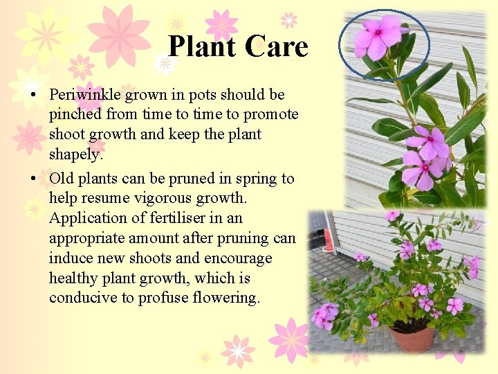 Plant Care • Periwinkle grown in pots should be pinched from time to promote