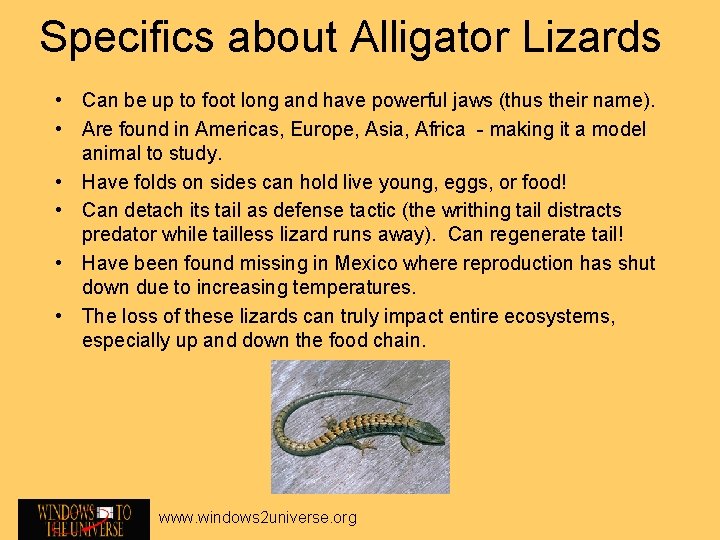 Specifics about Alligator Lizards • Can be up to foot long and have powerful
