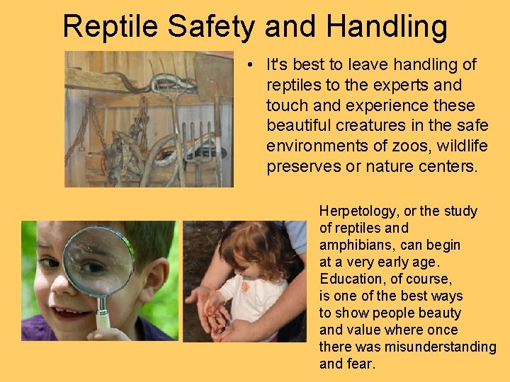 Reptile Safety and Handling • It's best to leave handling of reptiles to the