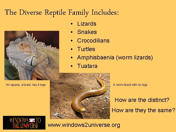 The Diverse Reptile Family Includes: • • • An Iguana, a lizard, has 4