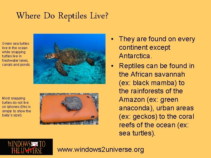 Where Do Reptiles Live? Green sea turtles live in the ocean while snapping turtles