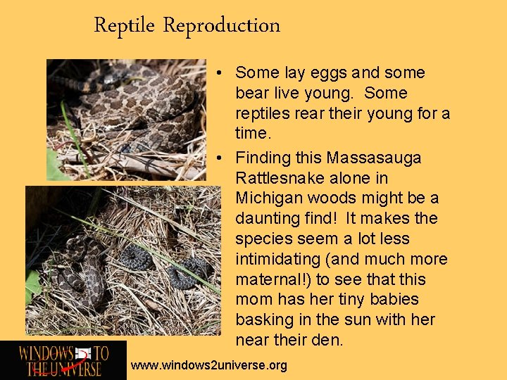 Reptile Reproduction • Some lay eggs and some bear live young. Some reptiles rear