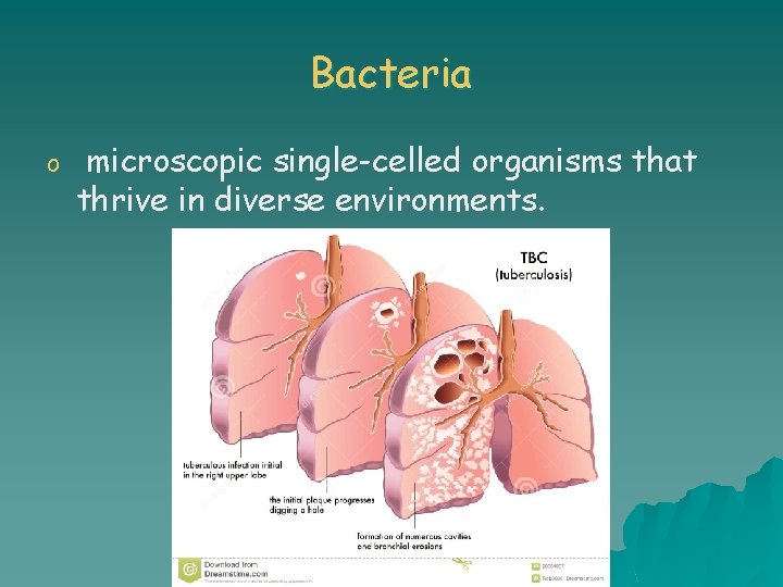 Bacteria o microscopic single-celled organisms that thrive in diverse environments. 