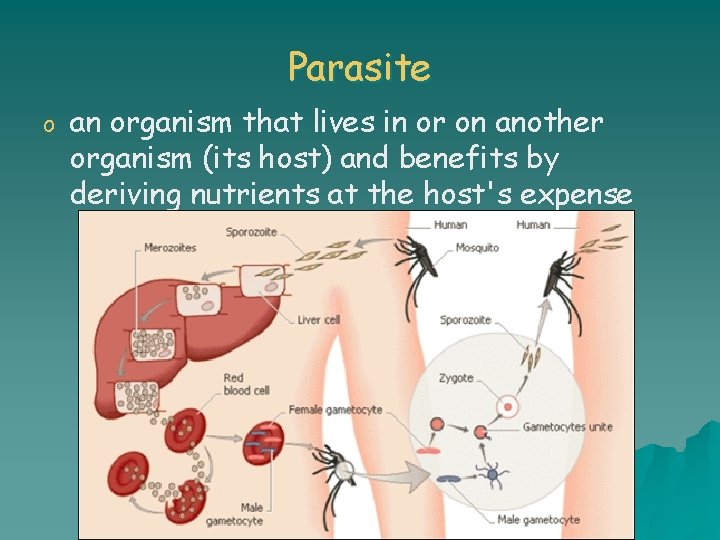 Parasite o an organism that lives in or on another organism (its host) and